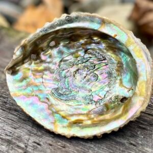 abalone-shell