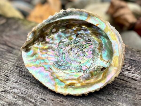 abalone-shell